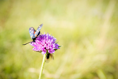 Close-up of butterfly pollinating on purple flower