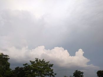 Low angle view of trees against sky
