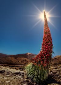 Cactus growing in desert against sky