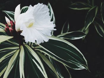 Close-up of white flowering plant