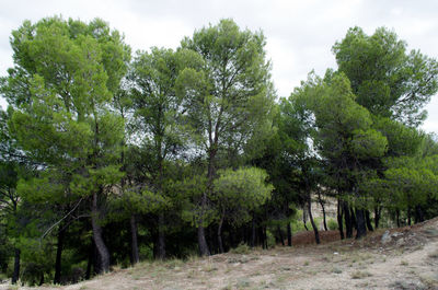 Low angle view of trees against sky
