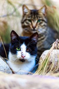 Close-up portrait of kitten