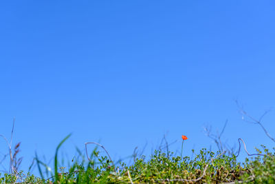 Plants growing on field against blue sky