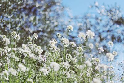 Close-up of flowers blooming on tree