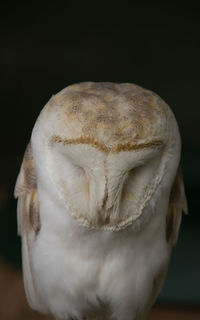 Close-up of barn owl against black background