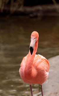 Close-up of duck in water