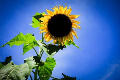 Low angle view of sunflower blooming against sky