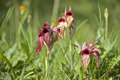 Close-up of pink flower on field