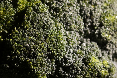 Full frame shot of broccoli