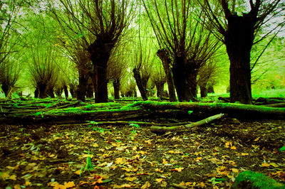 Trees growing in park against sky