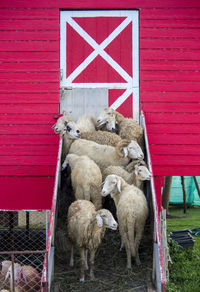 Sheep against brick wall