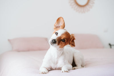 Cute lovely small jack russell dog resting on bed during daytime. funny ear up. pets indoors at home