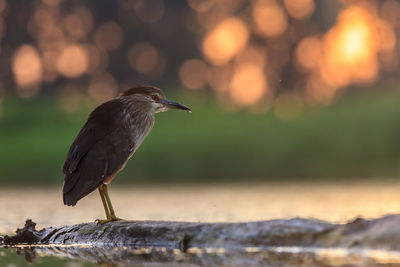 Close-up of bird perching on wood