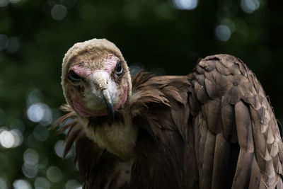 Close-up of vulture