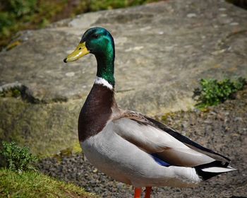 Close-up of bird