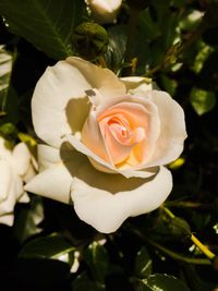 Close-up of rose blooming outdoors