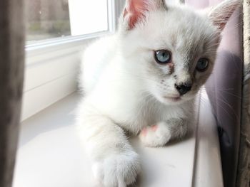 Close-up portrait of white cat