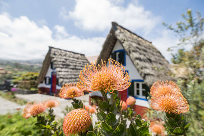 Close-up of flowering plants against sky