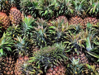 View of fruits growing on field