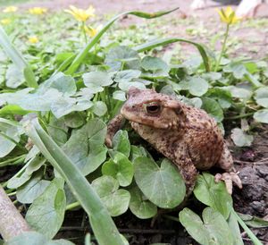 Close-up of frog on plant