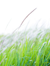 Close-up of crops growing on field against sky