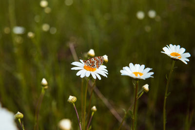 Close-up of white daisy flowers