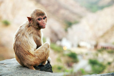 Cute brown monkey sitting on the edge of a wall