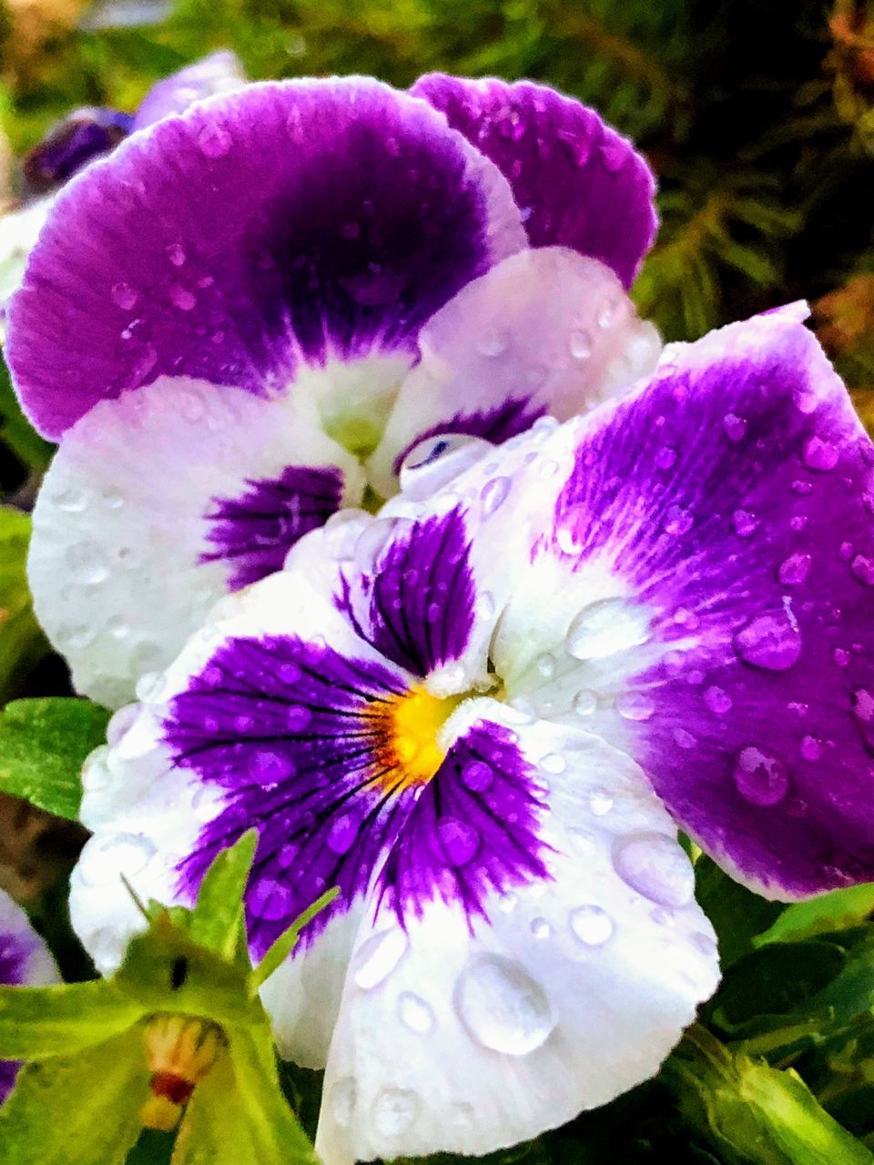 CLOSE-UP OF WATER DROPS ON PURPLE FLOWER