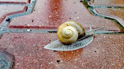 Close-up of snail