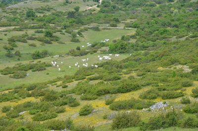 High angle view of green landscape