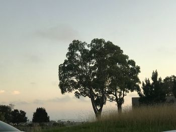 Tree on field against sky during sunset