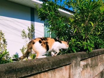 Cat lying on retaining wall