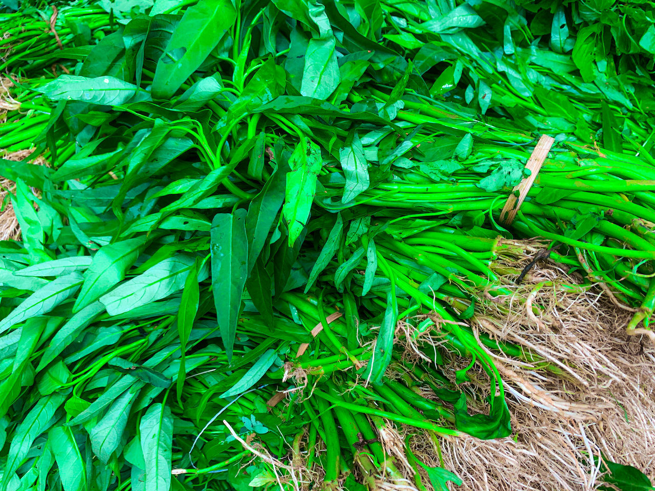 green, plant, grass, leaf, growth, plant part, nature, no people, full frame, backgrounds, tree, day, high angle view, lawn, land, close-up, beauty in nature, herb, flower, outdoors, field, branch, freshness