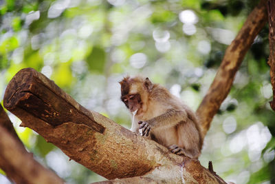 Close-up of squirrel on tree