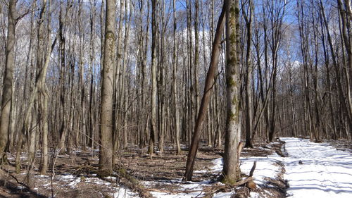 Trees in forest during winter