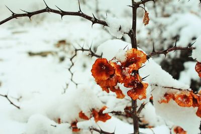 Close-up of snow covered tree