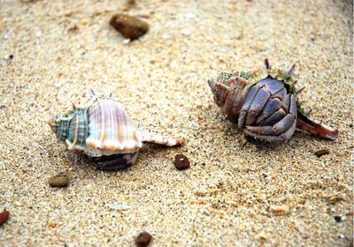 Close-up of hermit crabs on sand at beach