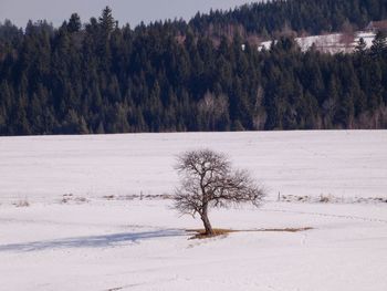 Trees on snow covered field