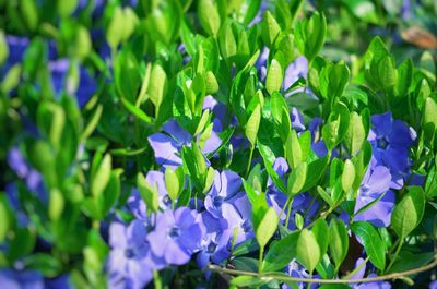 Close-up of purple flowering plants