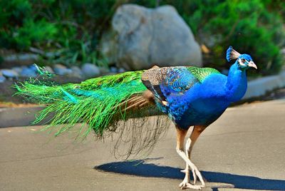 Multi colored peacock on white background