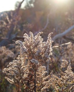 Close-up of frozen plant