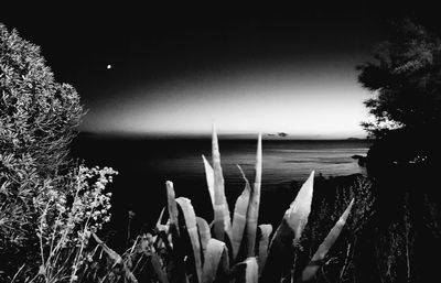 Close-up of plants against clear sky