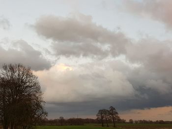 Trees on field against cloudy sky