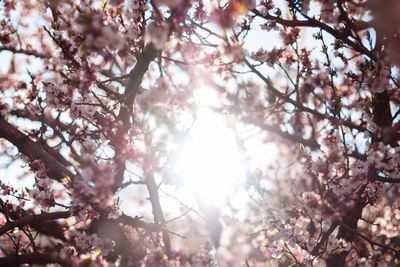 Low angle view of cherry blossoms