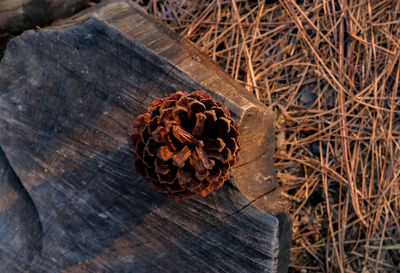 High angle view of dried pine cone on wood