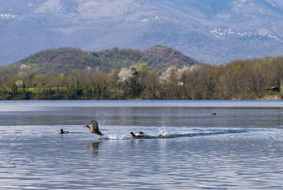 Ducks swimming in lake