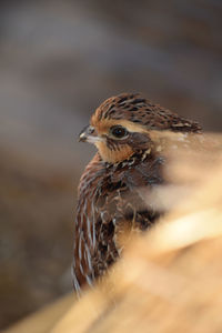 Close-up of a bird