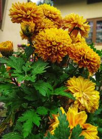 Close-up of yellow flowering plant