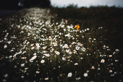 Close-up of flowering plant on field during winter