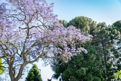 Low angle view of cherry blossoms against sky